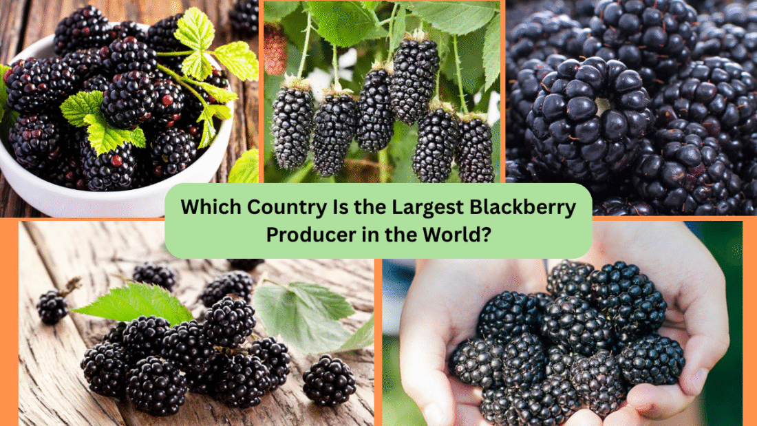 Which Country Is the Largest Blackberry Producer in the World?