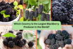 Which Country Is the Largest Blackberry Producer in the World?