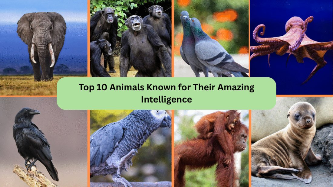 Top 10 Animals Known for Their Amazing Intelligence