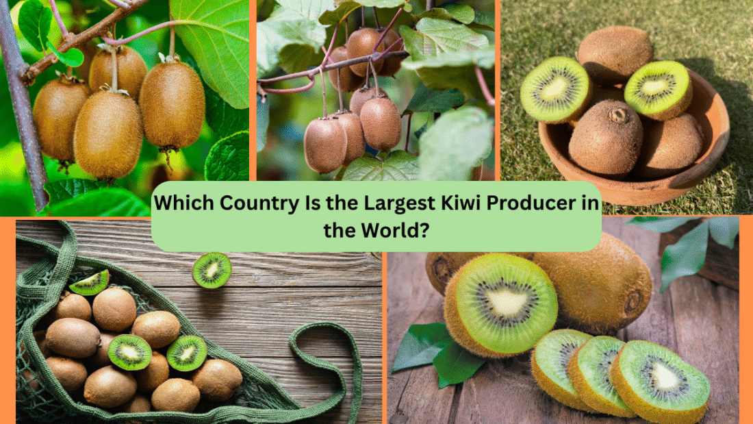 Which Country Is the Largest Kiwi Producer in the World?