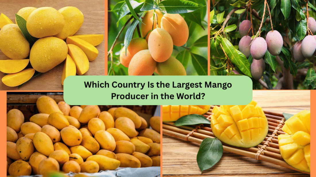 Which Country Is the Largest Mango Producer in the World?