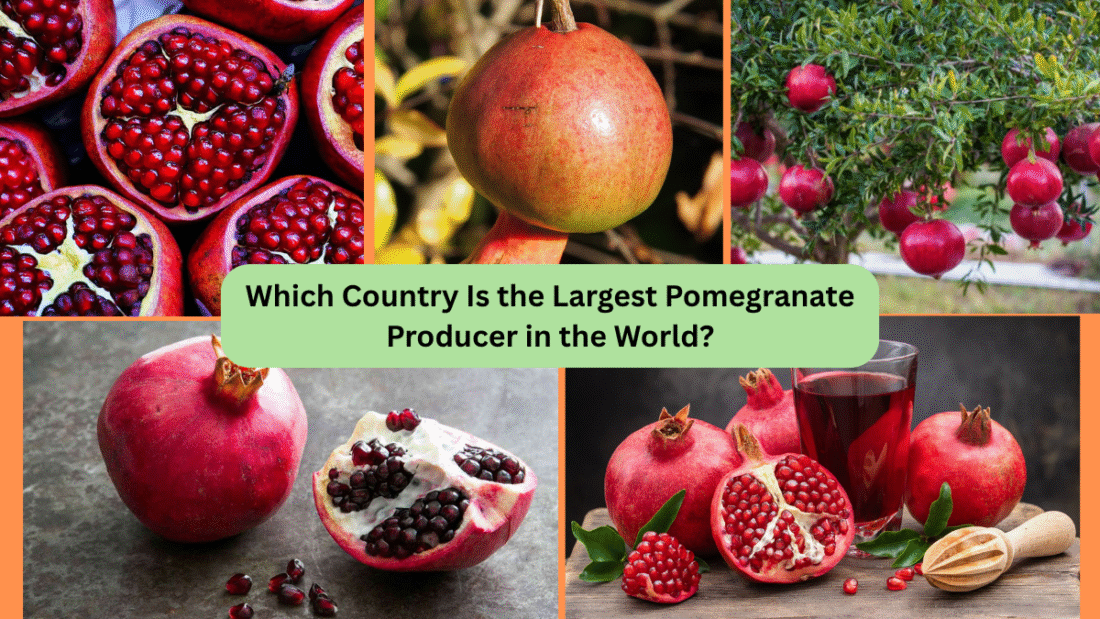 Which Country Is the Largest Pomegranate Producer in the World?Which Country Is the Largest Pomegranate Producer in the World?