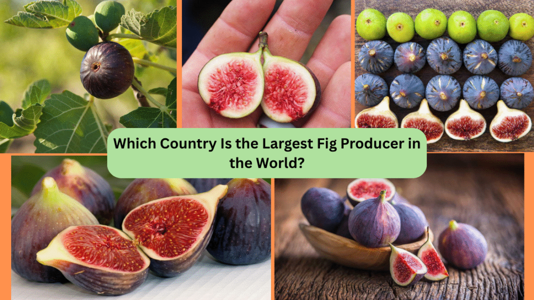 Which Country Is the Largest Fig Producer in the World?