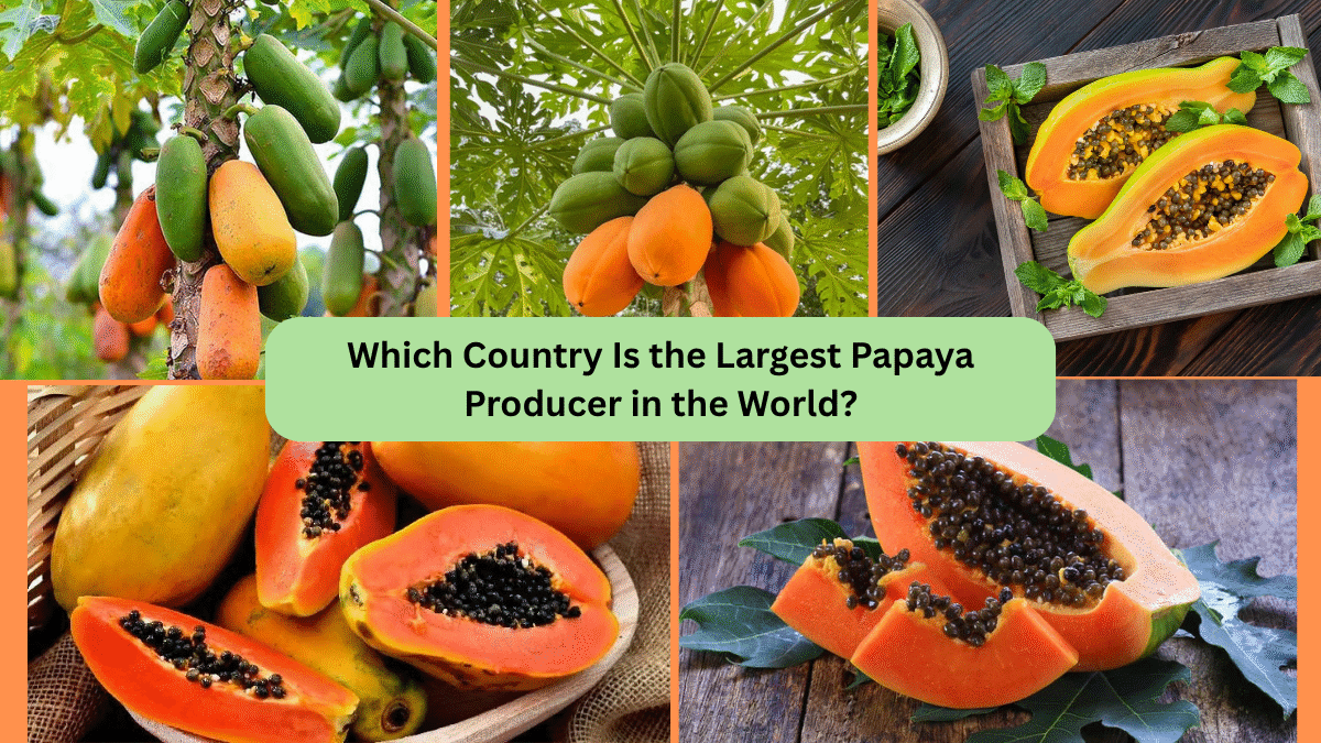 Which Country Is the Largest Papaya Producer in the World?