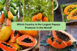 Which Country Is the Largest Papaya Producer in the World?