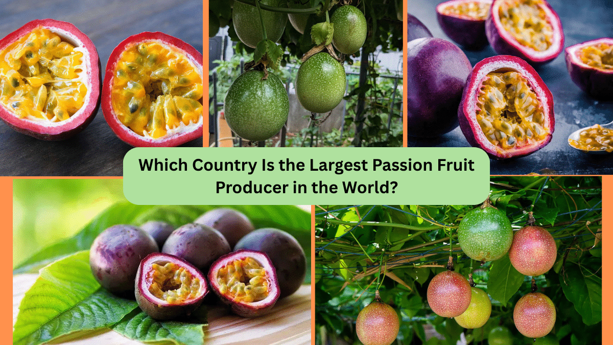 Which Country Is the Largest Passion Fruit Producer in the World?