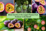 Which Country Is the Largest Passion Fruit Producer in the World?