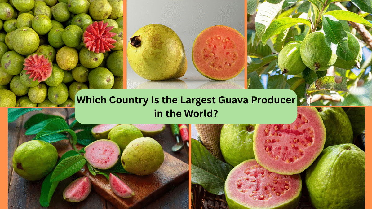 Which Country Is the Largest Guava Producer in the World?