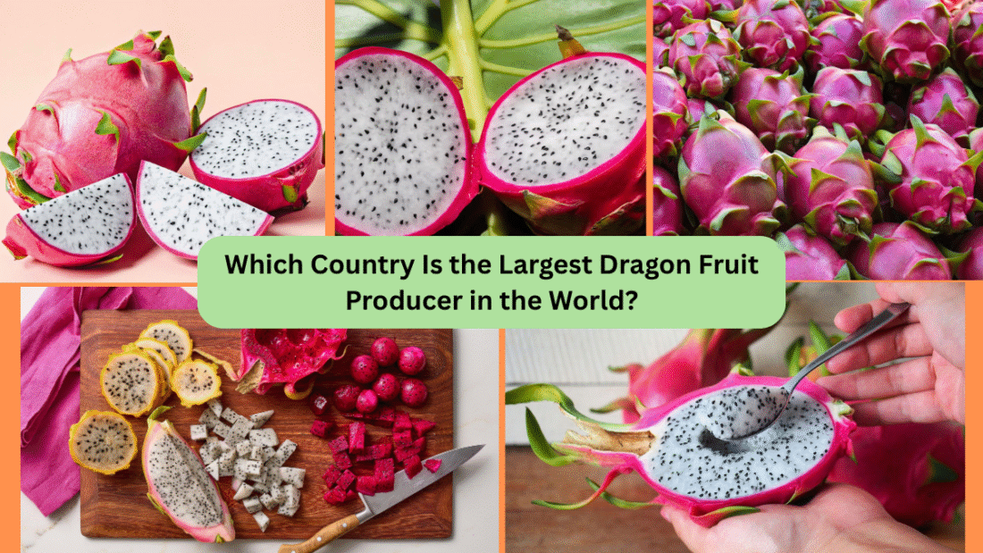 Which Country Is the Largest Dragon Fruit Producer in the World?