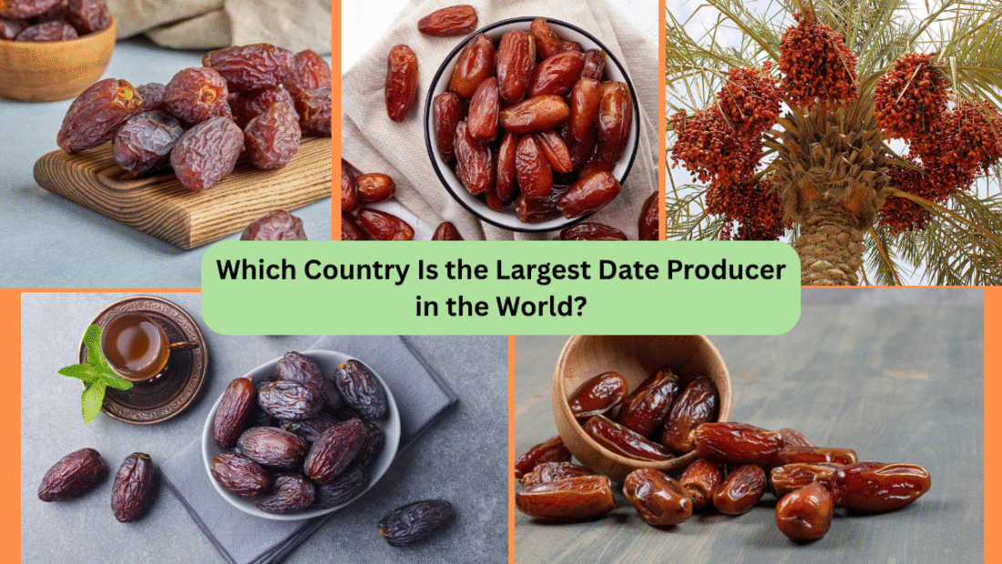 Which Country Is the Largest Date Producer in the World?