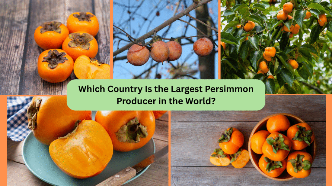 Which Country Is the Largest Persimmon Producer in the World?