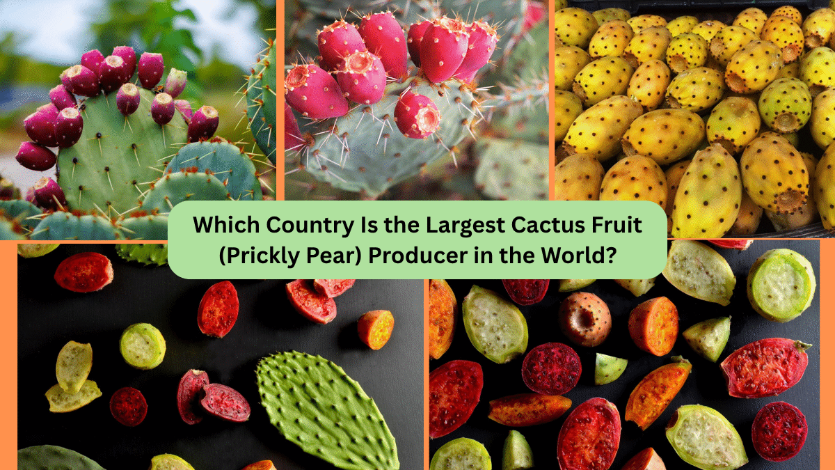 Which Country Is the Largest Cactus Fruit (Prickly Pear) Producer in the World?