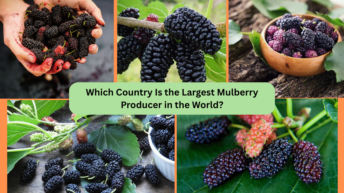 Which Country Is the Largest Mulberry Producer in the World?