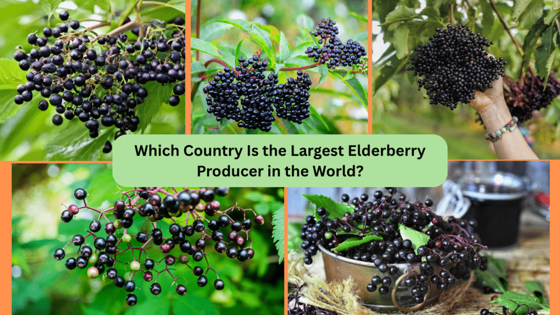 Which Country Is the Largest Elderberry Producer in the World?