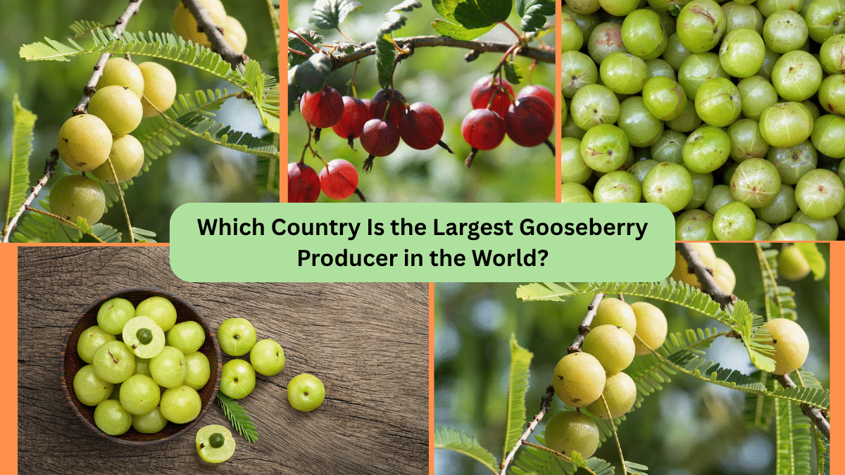 Which Country Is the Largest Gooseberry Producer in the World?