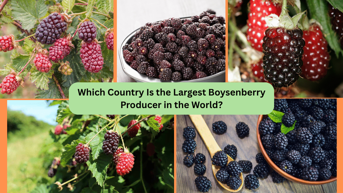 Which Country Is the Largest Boysenberry Producer in the World?