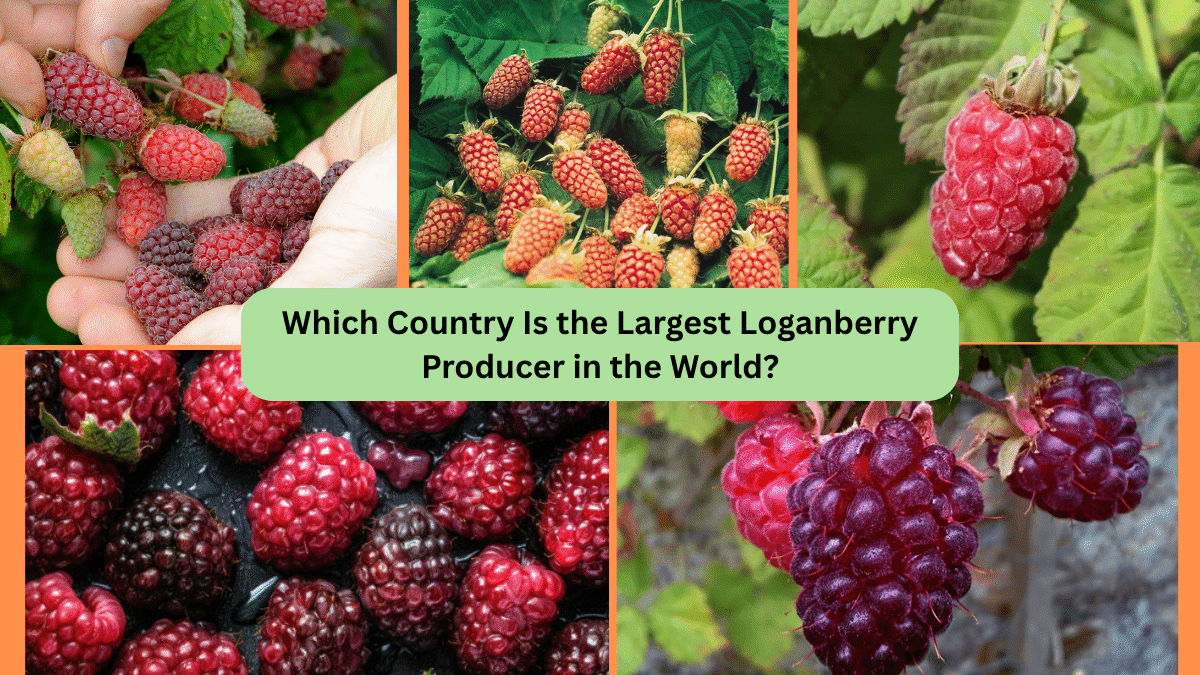 Which Country Is the Largest Loganberry Producer in the World?