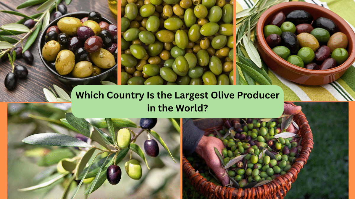 Which Country Is the Largest Olive Producer in the World?