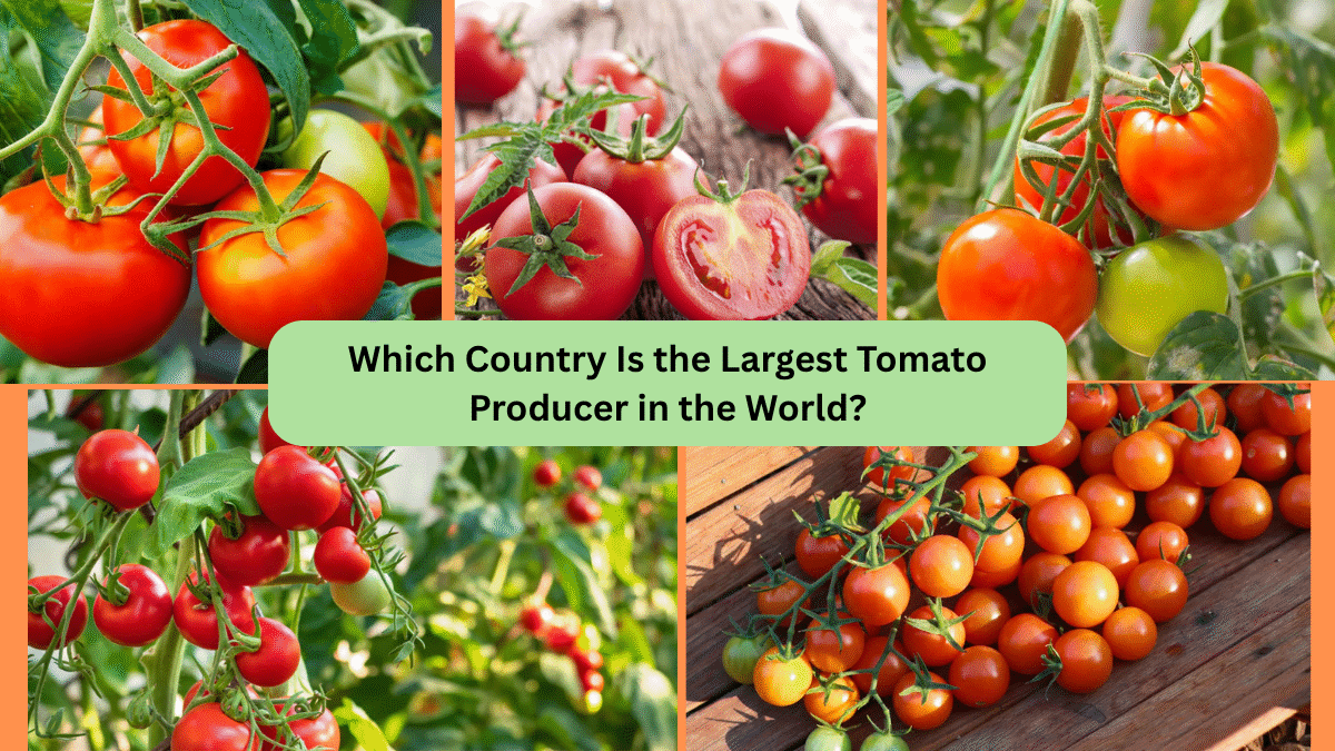 Which Country Is the Largest Tomato Producer in the World?