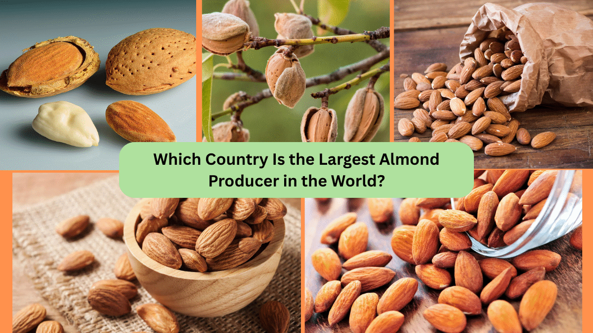 Which Country Is the Largest Almond Producer in the World?
