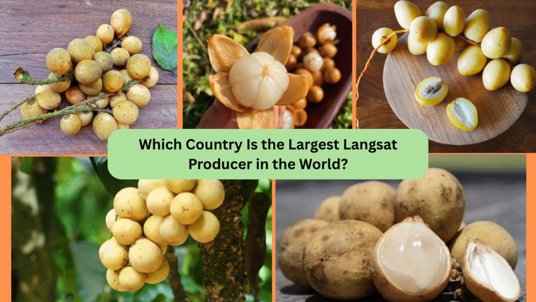 Which Country Is the Largest Langsat Producer in the World?