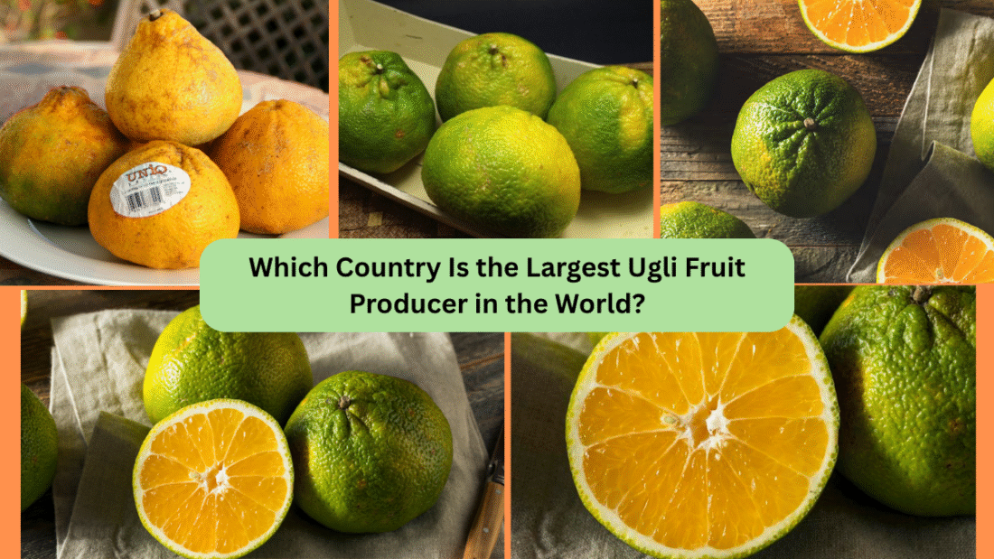 Which Country Is the Largest Ugli Fruit Producer in the World?