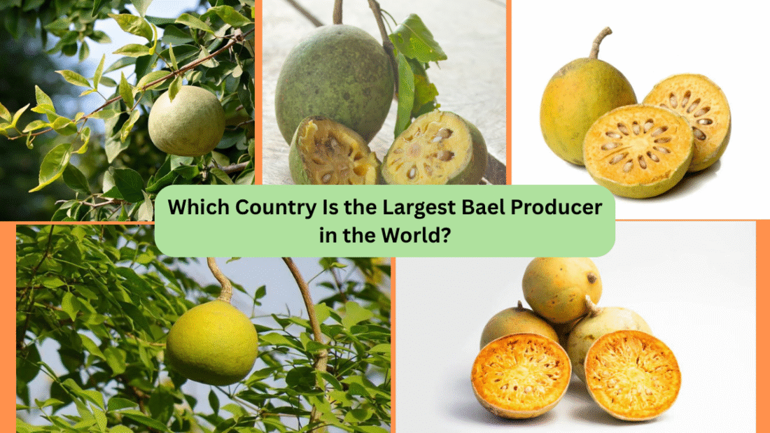 Which Country Is the Largest Bael Producer in the World?