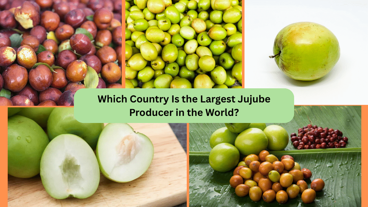 Which Country Is the Largest Jujube Producer in the World?