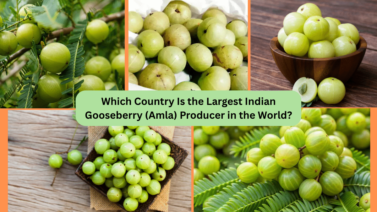 Which Country Is the Largest Indian Gooseberry (Amla) Producer in the World?