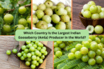 Which Country Is the Largest Indian Gooseberry (Amla) Producer in the World?
