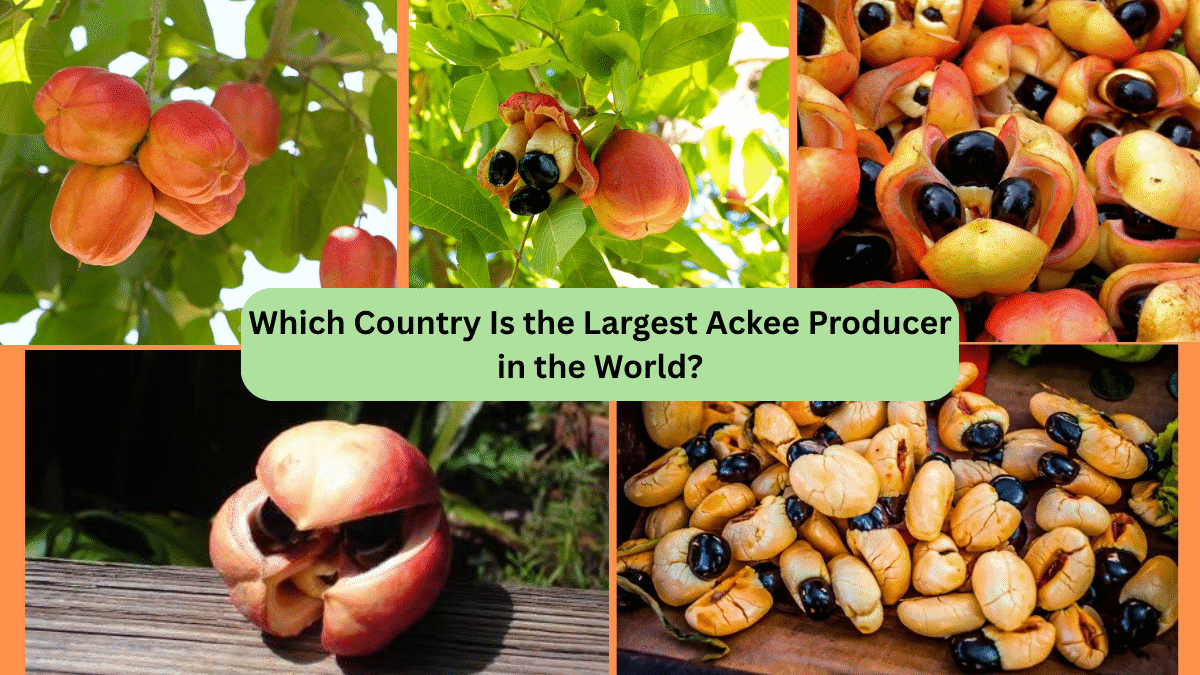 Which Country Is the Largest Ackee Producer in the World?