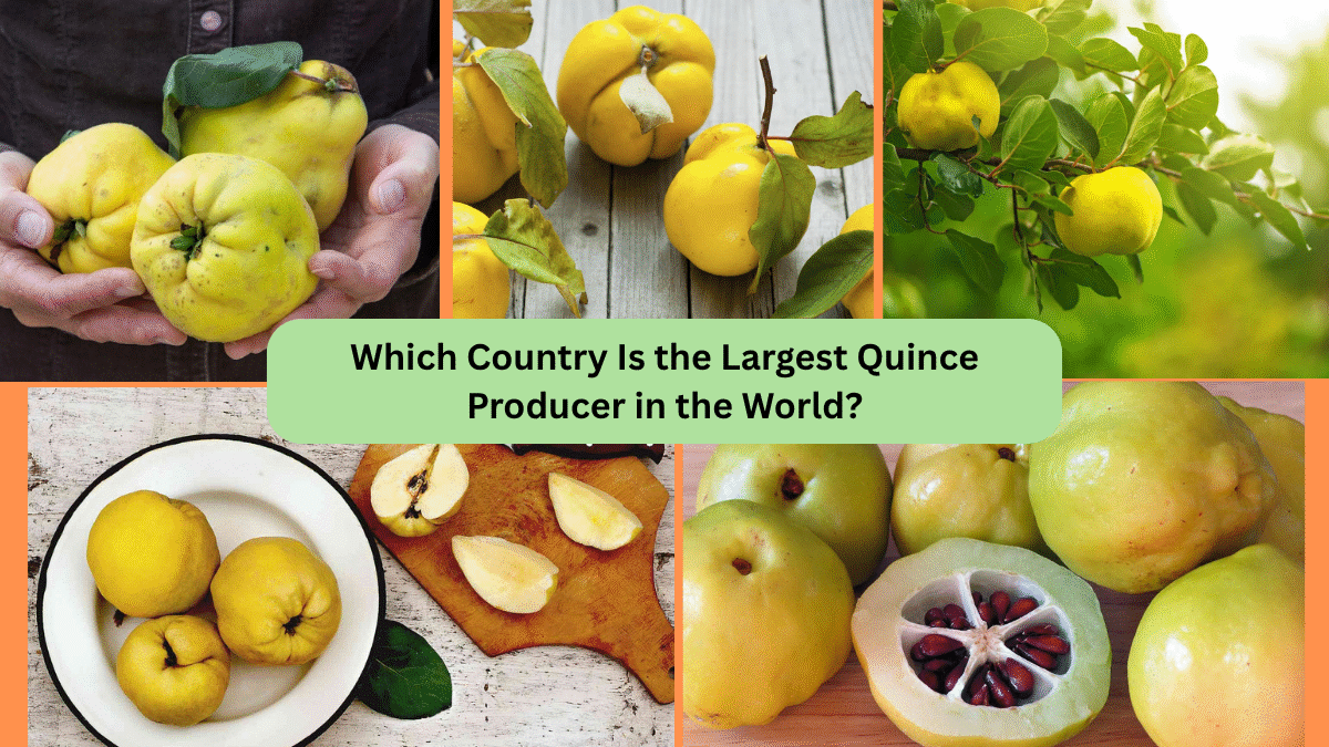 Which Country Is the Largest Quince Producer in the World?