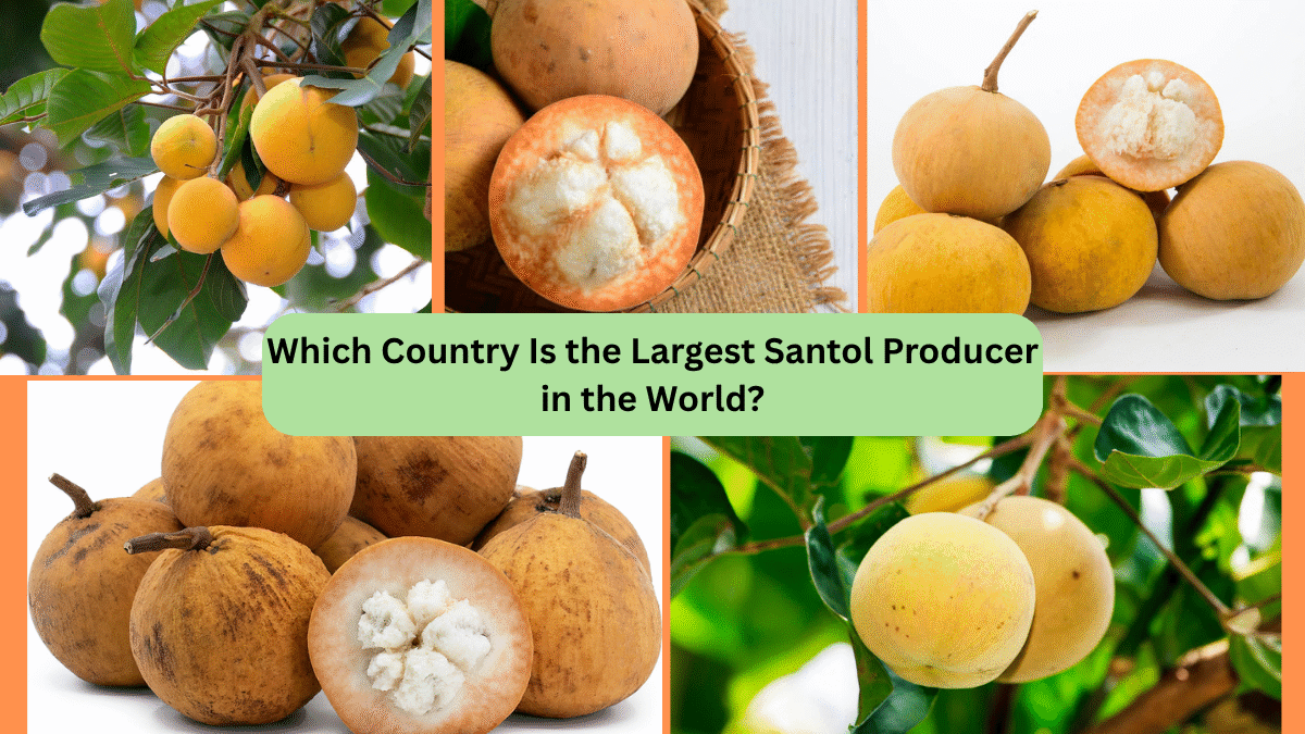 Which Country Is the Largest Santol Producer in the World?