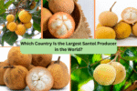 Which Country Is the Largest Santol Producer in the World?