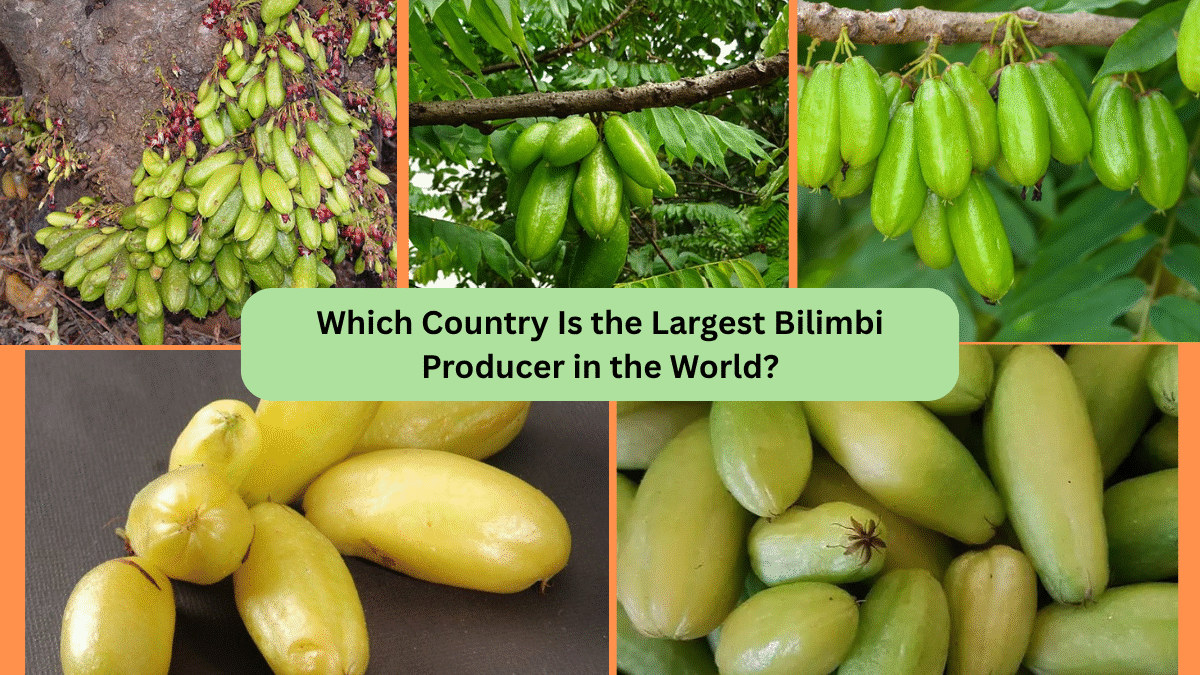Which Country Is the Largest Bilimbi Producer in the World?