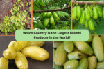 Which Country Is the Largest Bilimbi Producer in the World?