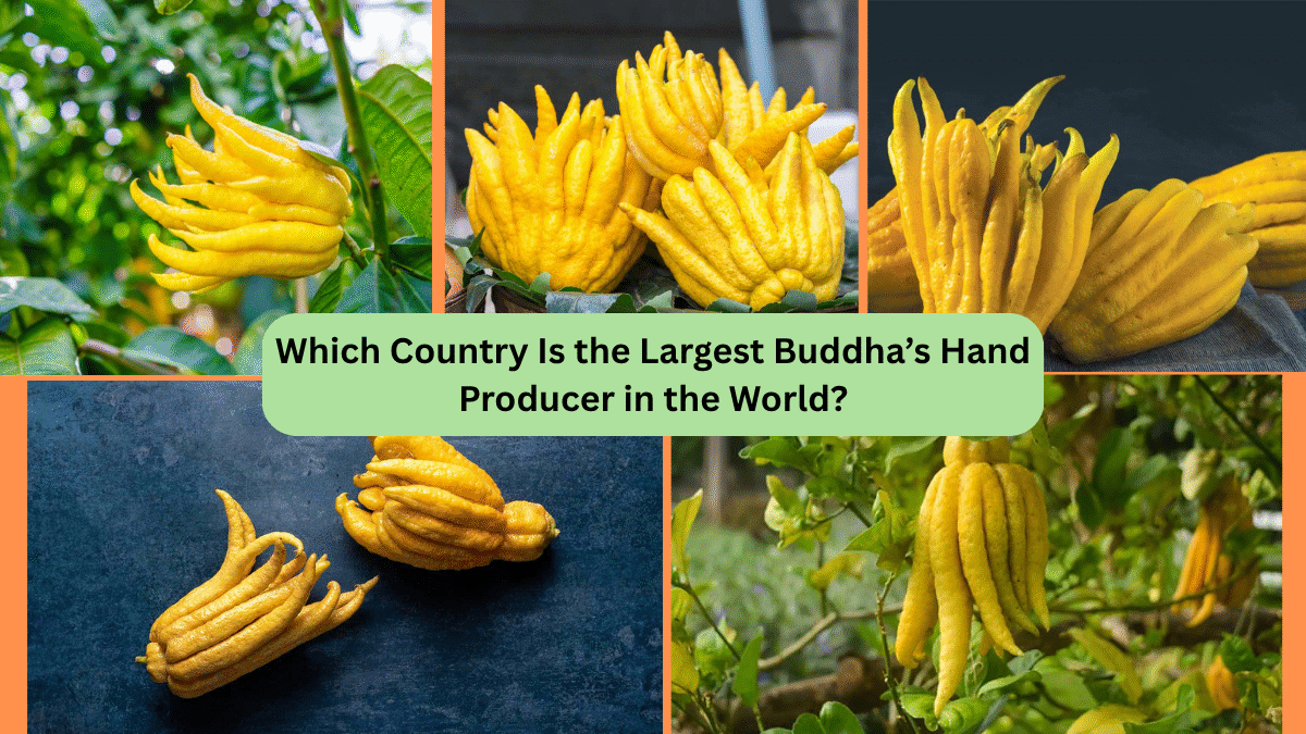 Which Country Is the Largest Buddha’s Hand Producer in the World?