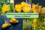 Which Country Is the Largest Buddha’s Hand Producer in the World?