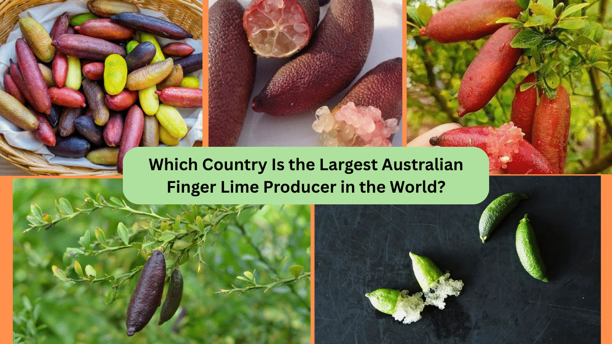Which Country Is the Largest Australian Finger Lime Producer in the World?