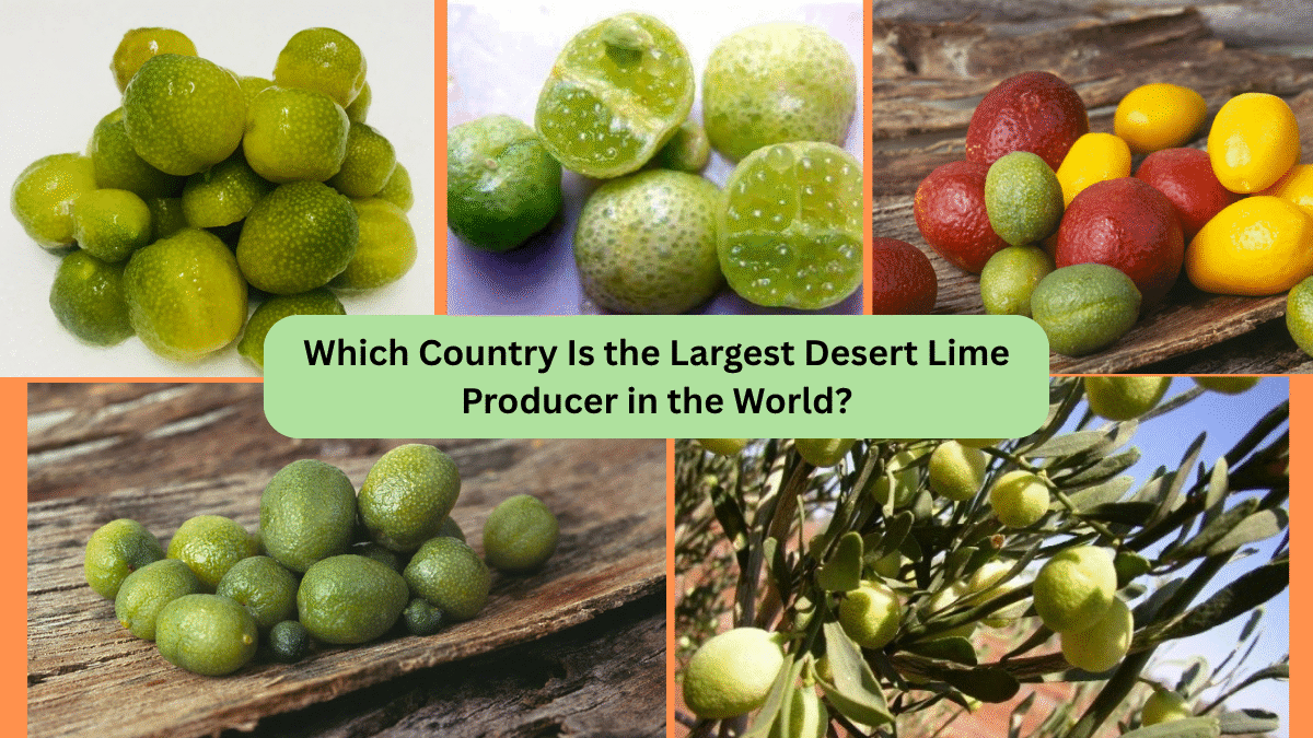 Which Country Is the Largest Desert Lime Producer in the World?