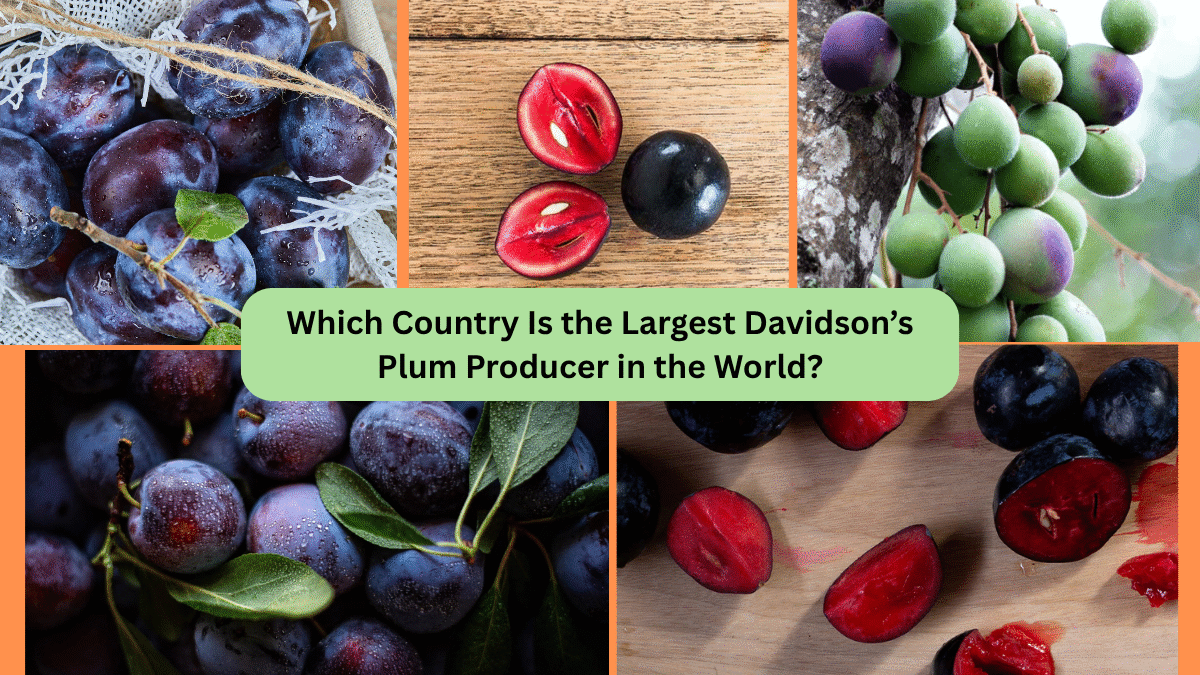 Which Country Is the Largest Davidson’s Plum Producer in the World?