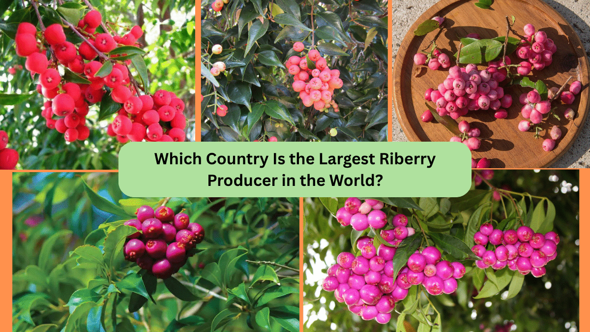 Which Country Is the Largest Riberry Producer in the World?