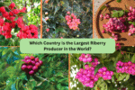 Which Country Is the Largest Riberry Producer in the World?