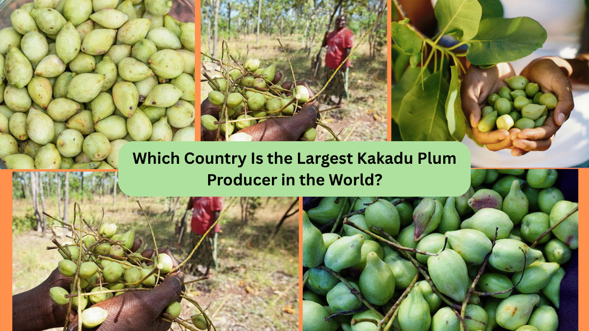 Which Country Is the Largest Kakadu Plum Producer in the World?