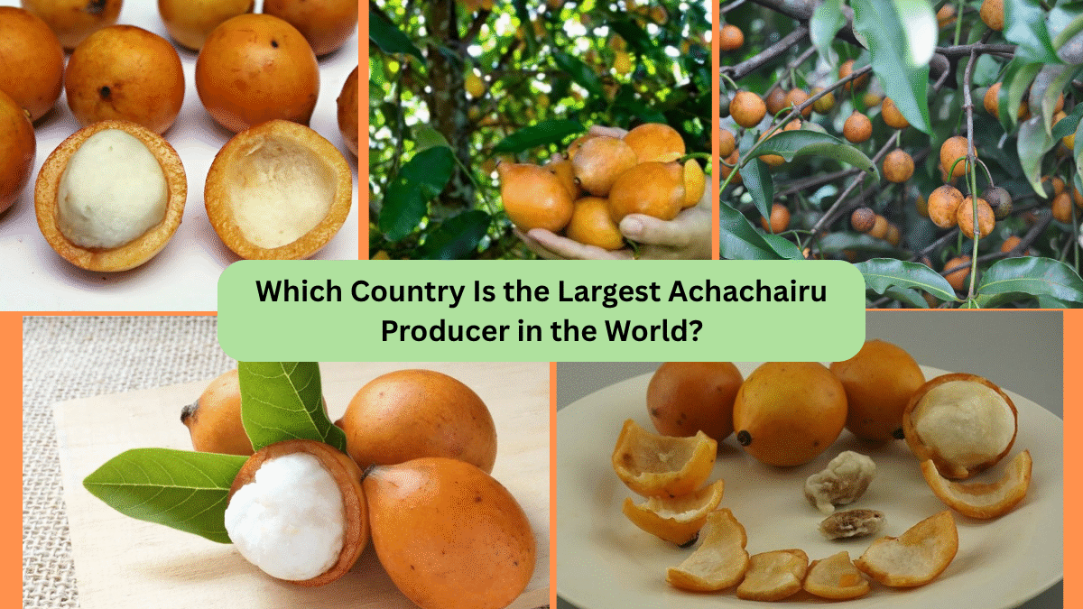 Which Country Is the Largest Achachairu Producer in the World?
