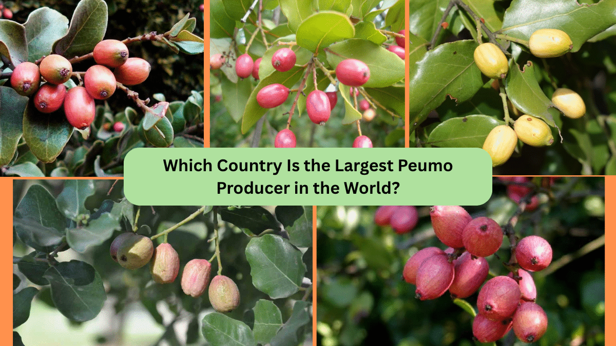 Which Country Is the Largest Peumo Producer in the World?