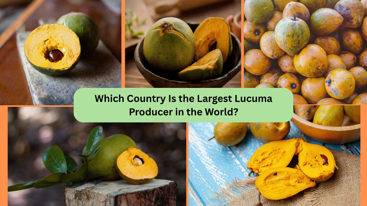 Which Country Is the Largest Lucuma Producer in the World?