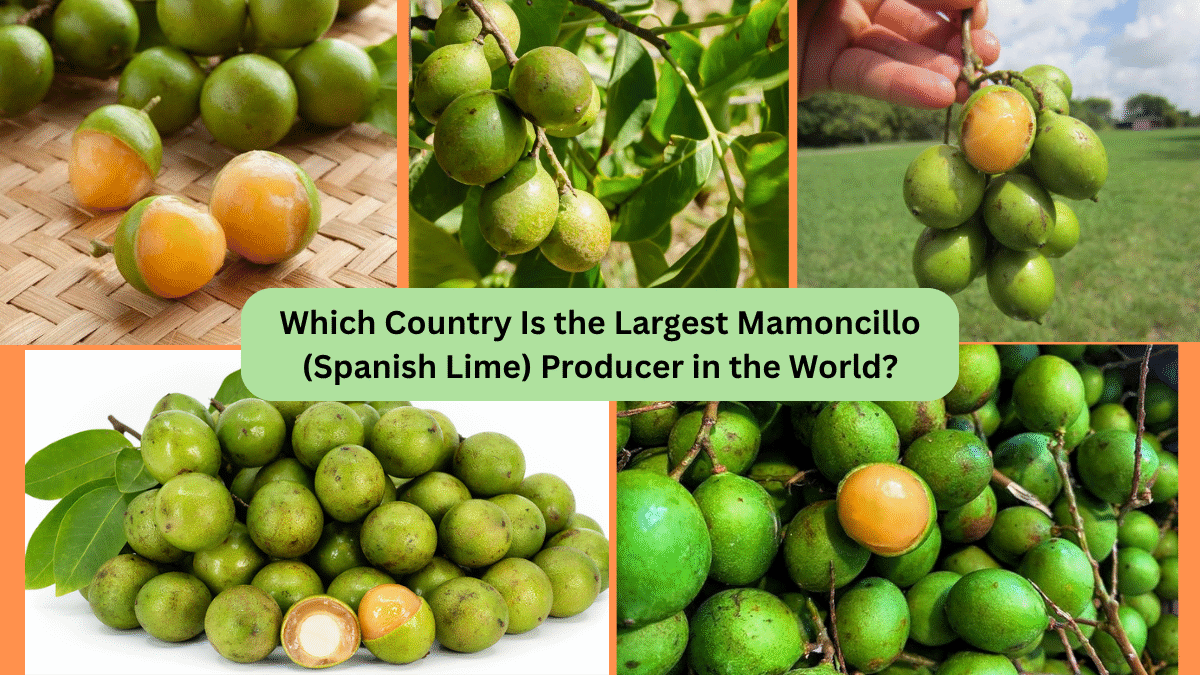 Which Country Is the Largest Mamoncillo (Spanish Lime) Producer in the World?