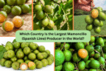 Which Country Is the Largest Mamoncillo (Spanish Lime) Producer in the World?