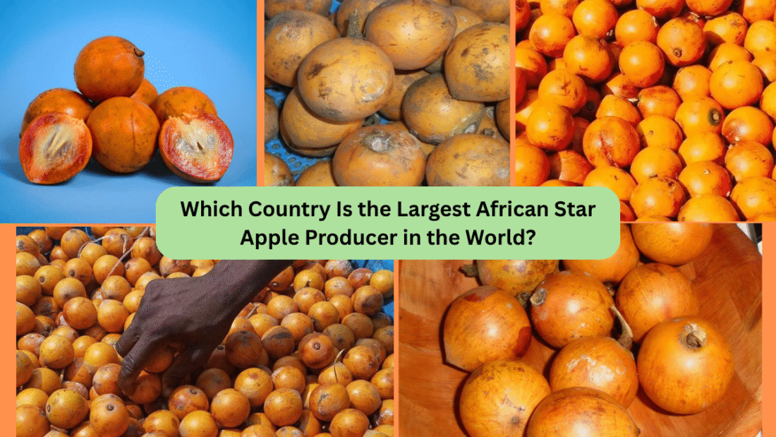 Which Country Is the Largest African Star Apple Producer in the World?
